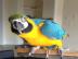 Blauer und goldener Ara-Papagei