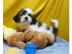 Shih-Tzu Welpen in tollen Farben