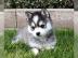 5 Pomsky Welpen