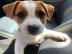 s Jack-Russell-Terrier mit Papieren wh