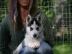 4 wunderschne Husky Welpen mit Papieren