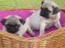 Mops welpen suchen neues Zuhause