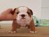 Englische Bulldogge Welpen mit papieren