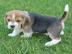 Wunderschne Beagle Welpen mit Papiere s