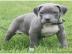 American Welpen Blue-Line Pit Bull Terri