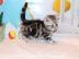 BKH silber tabby classic mit Papieren,