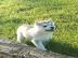 Siberian Husky puppies