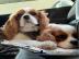 8 wochen cavalier king charles spaniel w