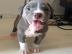 American Pit Bull Terrier Welpen