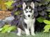 Perfekte Siberian Husky Welpen mit Stamm