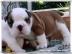 Ein English Bulldog mit Ahnentafel) such