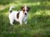 Jack Russell Welpen ABGABEBEREIT, mit Pa