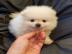 Pomeranian Zwergspitz Welpen    250 EUR