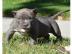 Pitbull Welpe APBT 12 Wochen alt, wei