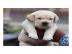 Labrador Retriever Welpen zu verkaufen
