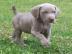 Sch?ner Weimaraner Welpe