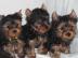 Yorkshire Terrier wepen black and tan