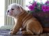 ENTZCKENDE ENGLISCHE BULLDOGGE-WELPEN F