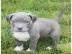 American Pitbull Blue Line Welpen mit Pa