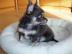 *Super se MINI chihuahua welpen mit Pa