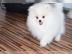 Pomeranian Zwergspitz Boo Welpen