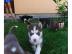 ((Siberian Husky Welpen, Lieferung frei