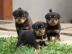 Schne AKC Rottweiler Welpen