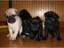 4 wunderschne Mops Welpen schwar