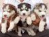 Se Siberian Husky Welpen WhatsApp-Numm