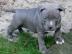 XXL- Lionstyle- Bully- Welpen- Blueline-