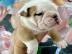 Schone Englische Bulldoggenwelpen zur Ve