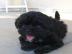 Charmante Babys Shih Tzu Welpe ist sehr