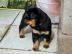 ROTTWEILER WELPEN BEREIT MIT PAPIEREN