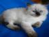 Ragdoll Katzen Babies mit Papieren