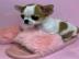 MINI chihuahua-WHATSAPP: +4915213140266