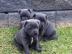 12 Wochen alte Pit Bull Welpen