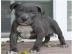 Wunderschne Pitbull Welpen , Alb-Donau-