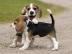 Beagle Welpen reinrassig , tricolor zum