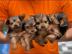 MINI Schn Yorkshire Terrier Steel Blue