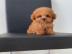 Cute Toy Poodle puppies for sale WHATSAP