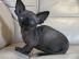 Sphynx kitens ist zur Adoption bereit