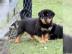 Rottweiler welpen mnnlich und weiblich