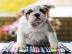 Sch?ne englische Bulldogge Welpen