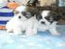 Wundersch?ne Shih Tzu Welpen mit Papiere