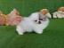 Teacup-Pomeranian Spitz-Welpe