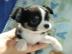 Super se MINI chihuahua welpen mit Pap