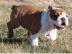 english bulldog puppy