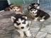 Siberian Husky WHATSAPP. . +4915213140266