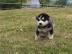 Alaskan Malamute Welpen. 