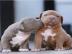 American pitbull welpen 12 wochen alt